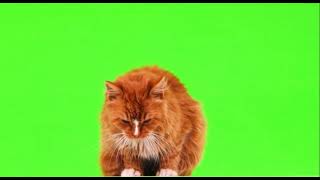 #кошки на зелёном экране #футажи #cats on green screen #footage