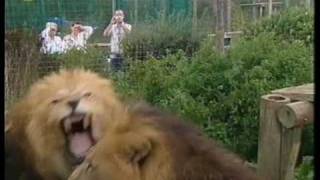 A Jaguar and two Lions by tigerprides 541,935 views 16 years ago 2 minutes, 11 seconds