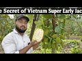 vietnam super early jackfruit. vietnam super early jackfruit farming. jackfruit ki kheti. jackfruit 