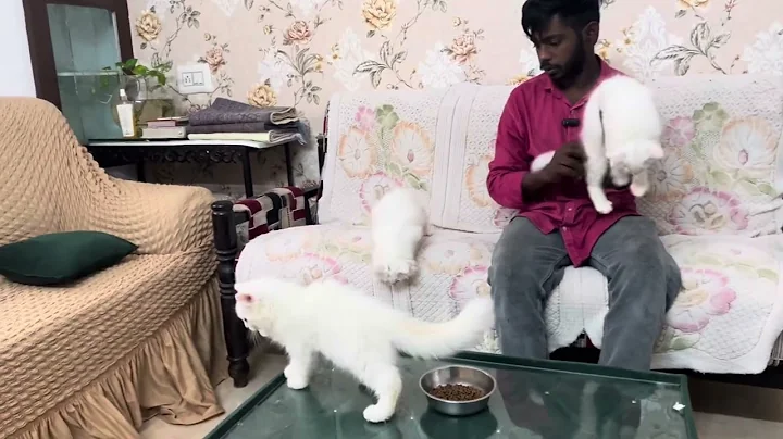 Video 11365671: quality persian kittens, cat