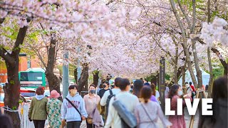 [LIVE] Let's explore downtown at lunchtime with Seoul Walker 서울 라이브 랜선여행 삼청동 북촌