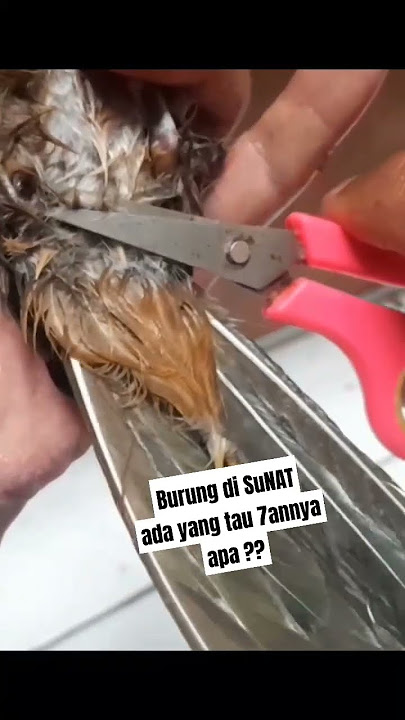 Cucak Rawa juga butuh di sun4t #cucakrawa #perawatanburung #burungsusahbertelur #ternakburung