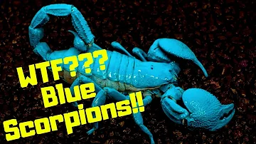 Are Blue scorpions good pets?