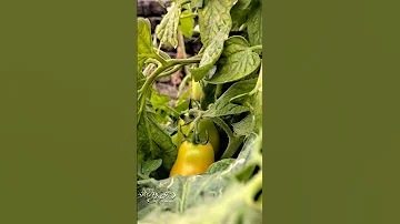 "Tomatoes" #reels #video #viral #youtube #flowers #nature #photography