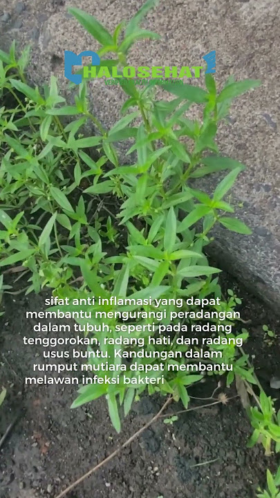 Jenis Rumput Ini Ternyata Dapat Menghambat Pertumbuhan Sel Kanker #manfaat #khasiat #tanamanherbal
