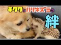 【チワワとハリネズミ】最強コンビ現る！？ハリネズミが積極的すぎて体も泡もべったり♪