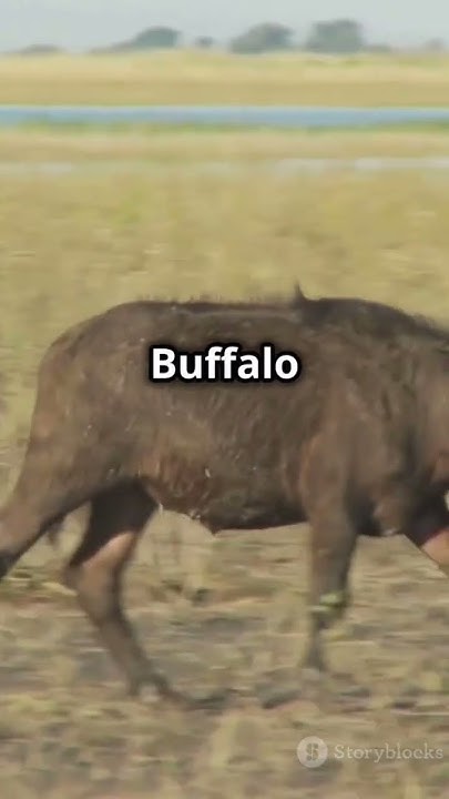 5-animals-that-can-kill-you-instantly-youtube