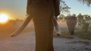 Elephants in the mist!