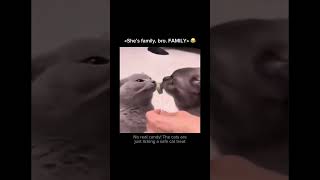 Stay inspired – subscribe for new content! 🔥 #pethumor #catclips #funnycats