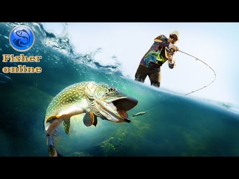 Видео: Fisher Online  -  Рыбалка в удовольствие 🦈