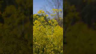 Isatis tinctoria | dyer's woad