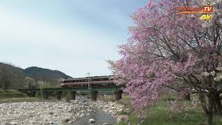 [4K60P] キハ85系 特急ワイドビューひだ3号　桜のある風景