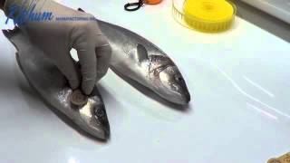 Hand Applied Fish Tagging