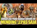 JIKA DAPAT BANYAK BURUNG ANAKAN/LOLOHAN SEPERTI INI LEBIH BAIK DI LEPASKAN SAJA MESKIPUN BAGUS