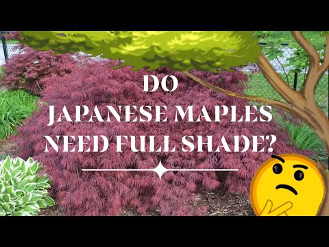 Video: Plants For Full Shade - How To Determine Full Shade Density