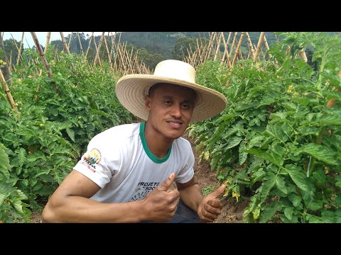 Vídeo: O que é um tomate campeão: cuidados com o tomate campeão e condições de cultivo