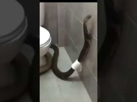 Cobra rei no banheiro | Shorts | Biólogo Henrique o Biólogo das Cobras