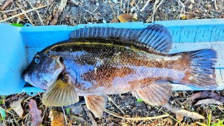 Tautog Fishing New Jersey PLUS!!! UNDERWATER FOOTAGE!