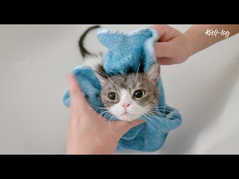 En kat, der begyndte at lide at tage et bad, en kat der mere og mere elsker sin menneskelige familie