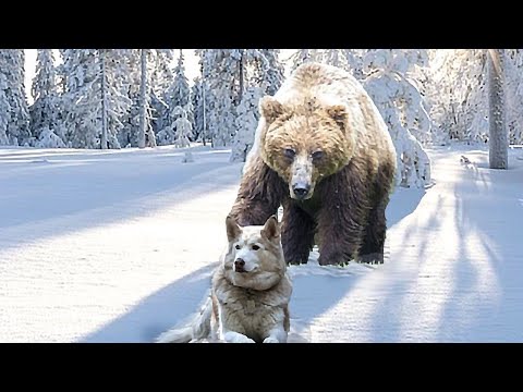 Video: Kamçatka'da tehlikeli ayı avı