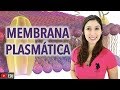 Citologia 2/2: Membrana Plasmática | Anatomia e etc