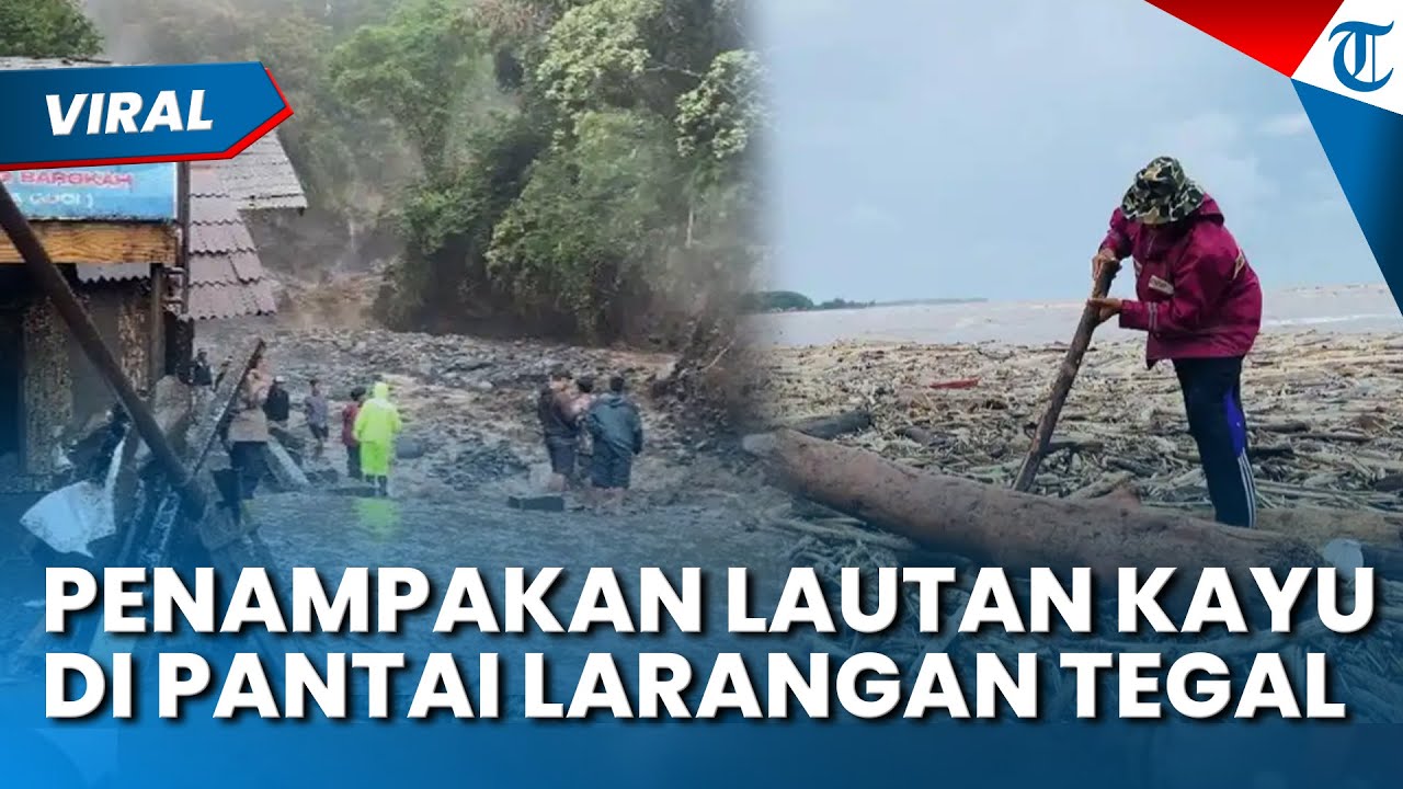 PENAMPAKAN LAUTAN KAYU di Pantai Larangan Tegal Imbas Banjir di Guci, Rezeki Nomplok Bagi Warga