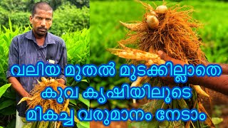 Arrowroot Farming | കൂവ കൃഷിയിലൂടെ ലക്ഷങ്ങൾ സമ്പാദിക്കാം | Jobin Magic World