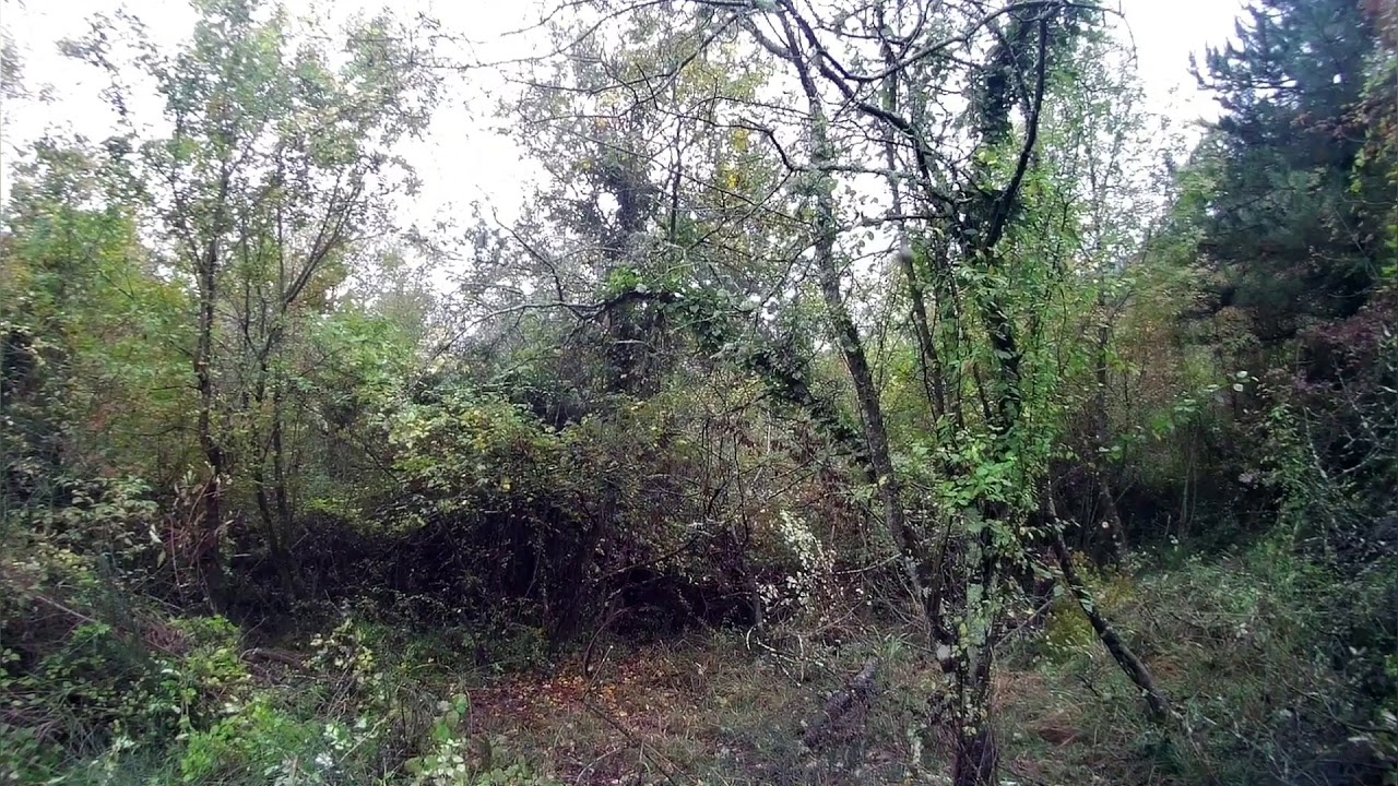 CINGHIA IMBRACATURA IMBOTTITA fucile/fucile da caccia in pelle di mucca CINGHIA IMBRACATURA IMBOTTITA fucile/fucile da caccia in pelle di mucca