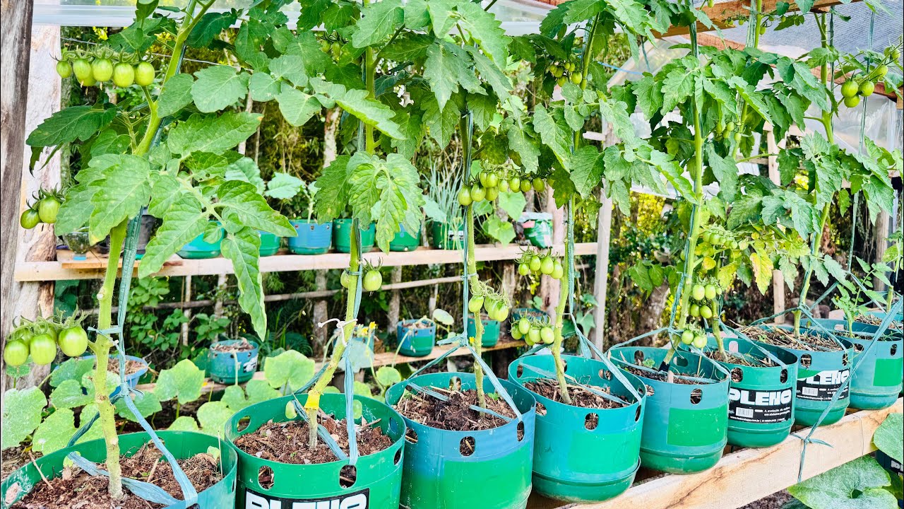 Com 70 anos! O capricho da Horta do meu pai #plantas #youtube 