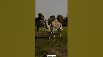 ﴿ أَفَلَا يَنظُرُونَ إِلَى ٱلۡإِبِلِ ﴾ سورة الغاشية : القارئ"عبدالرحمن مسعد" صوت تقشعر له الأبدان 🤍😴