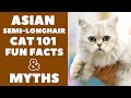 Asian Semi-Longhair Cats 101 : Fun Facts & Myths の動画、YouTube動画。