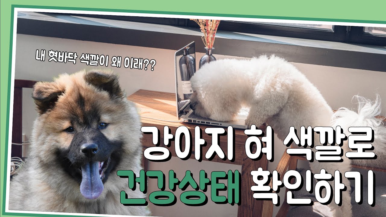 [애견꿀팁] 혀 색깔로 알아보는 강아지 건강상태!