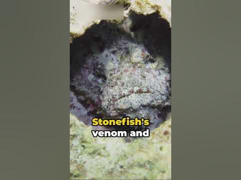 The TRUTH About This Venomous Fish That Eels Know. 😳 - YouTube
