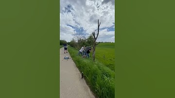 Men Fall Down While Attempting To Break Tree On Roadside - 1198012