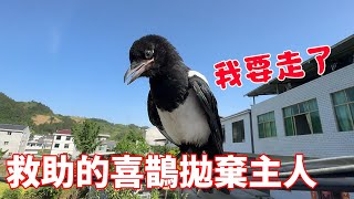 When the rescued magpie grew up  he did not pester his master and flew to the jungle to find a smal