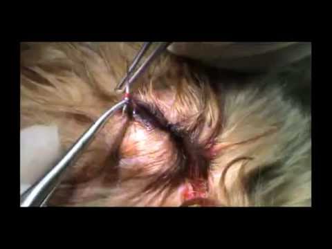 Video: Desplazamiento Ocular En Perros