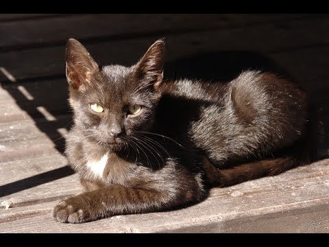 Video: Raza De Gato Havana Brown Hipoalergénico, Salud Y Vida útil