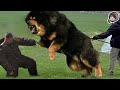【凶暴】世界最強ランクの犬10選