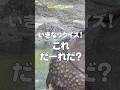 【東山動植物園公式】突然ですがクイズです！！《 インドサイ 　サイ 》 #short