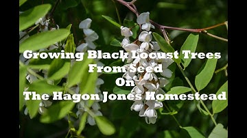 Growing Black Locust trees from seed @ The Hagon Jones Homestead