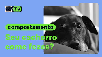 O que fazer para o filhote de cachorro parar de comer fezes?