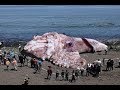 Mission monstres marins   plonge avec le calamar gant