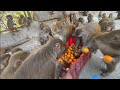 Feeding street dogs and hungry monkeys