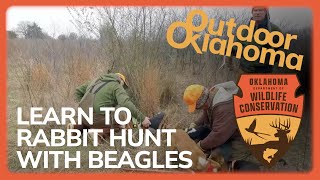 Learn how to rabbit hunt with beagles