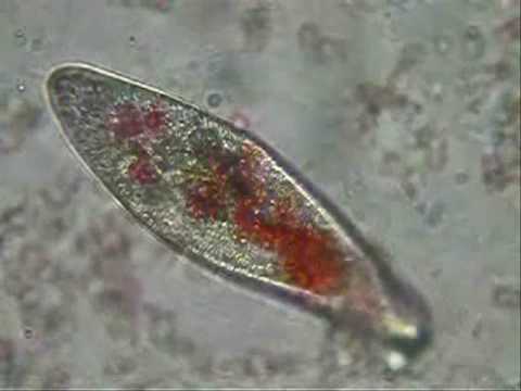 Video: Paramecium Tetraurelia Keha Põhistruktuur