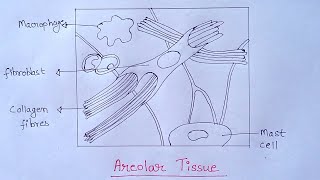 How to Draw Areolar Tissue Diagram | Diagram of Areolar Tissue in Simple & Easy Way | Areolar Tissue