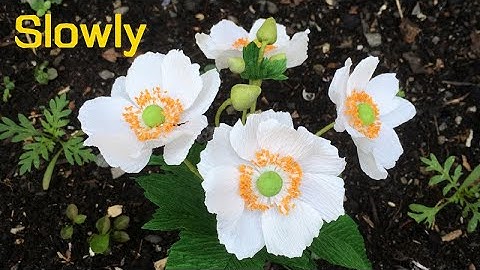 ABC TV | How To Make White Japanese Anemone Paper Flower From Crepe Paper (Slowly) - Craft Tutorial