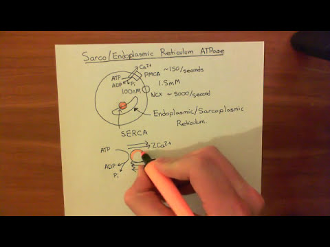 Video: Wann werden Calciumionen aus dem sarkoplasmatischen Retikulum freigesetzt?
