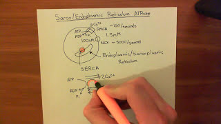 The Sarco / Endoplasmic Reticulum Calcium ATPase (SERCA) Part 1