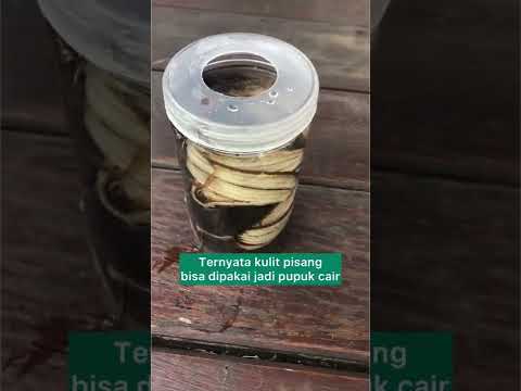 Video: Pengomposan Kulit Kacang - Pelajari Cara Membuat Kompos Kulit Kacang